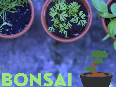 Bonsai Herbs
