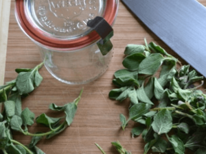 Oil of Oregano Made at Home