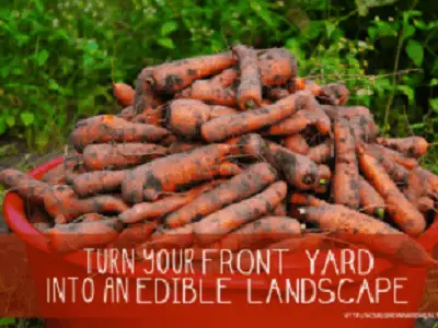Edible Front Yard