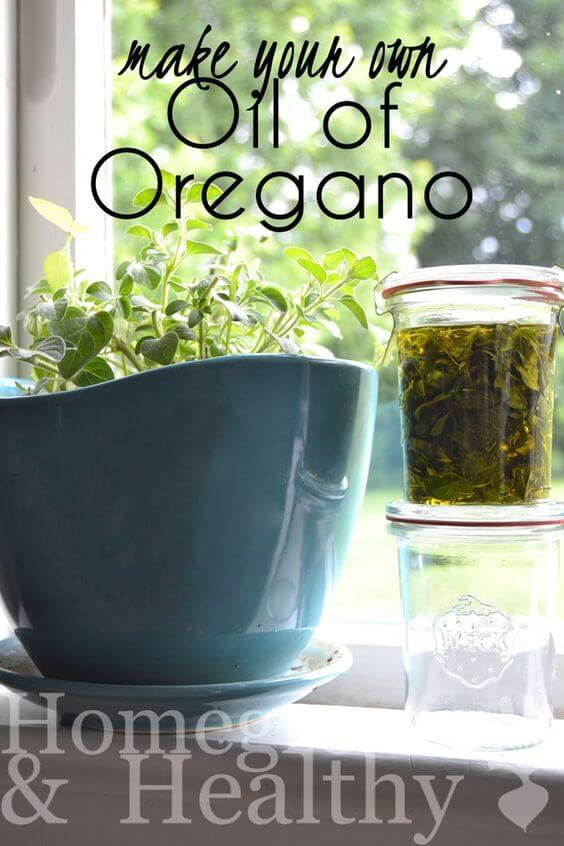 How to Make Oil of Oregano