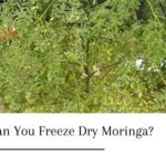 Can You Freeze Dry Moringa